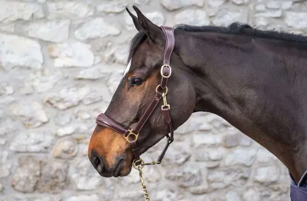 Hovedbilde Dyon Leather Head Collar D Collection