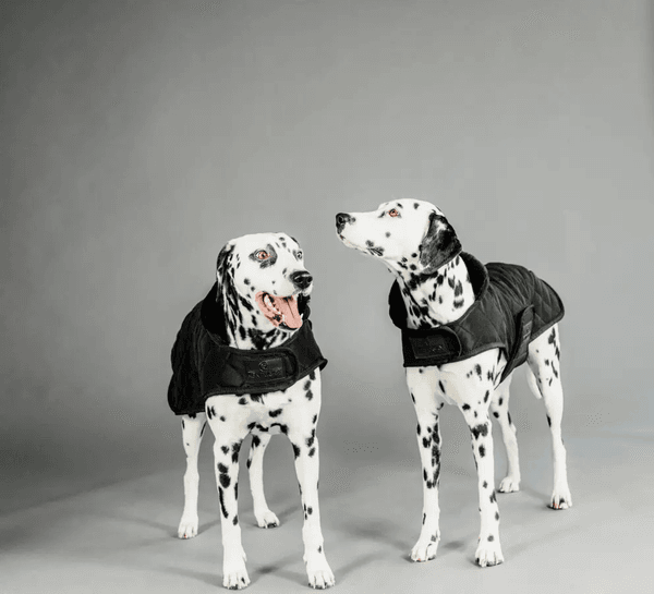 Bilde av Dog Coat Kentucky Sort