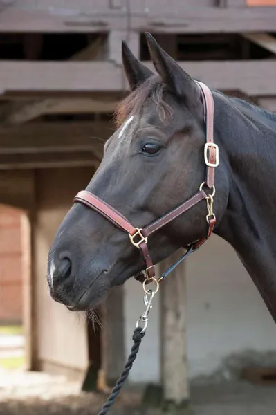 Hovedbilde HG lærgrime - brun