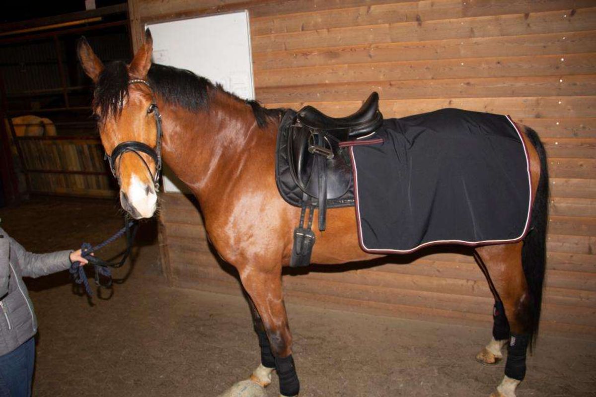 CATAGO Endurance lændedekken