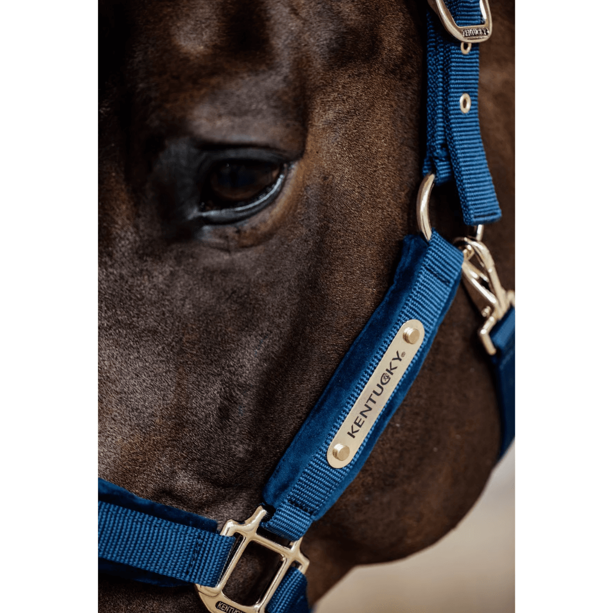 Kentucky Velvet Halter