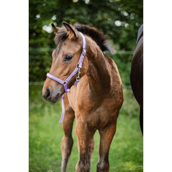 Hovedbilde Horse Guard Malva følgrime 
