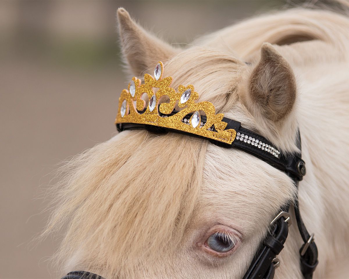 Qhp Crown horse