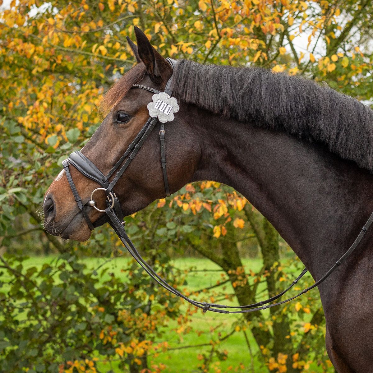 QHP Number holder Clover Silver