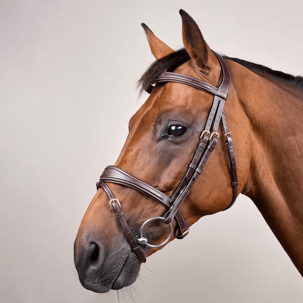 Hovedbilde Dyon Anatomic Flash Noseband Bridle D Collection