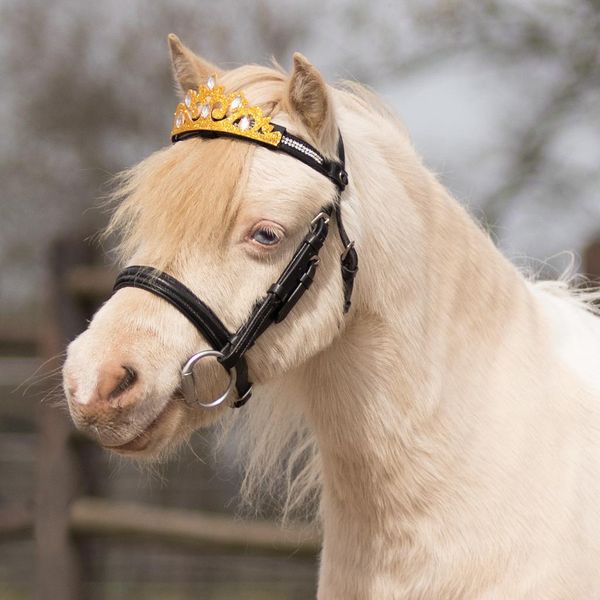 Hovedbilde Qhp Crown horse